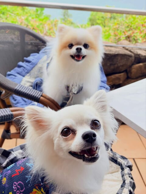 🌊🐶 わんちゃんも一緒に、海を見ながらランチしませんか？✨

先日、かわいいわんちゃんがご家族と一緒に遊びに来てくれました🐾🤍

当店では、わんちゃんと一緒にお食事をお楽しみいただけます😋🍴
ご家族みなさまで、海を眺めながらゆったりとした時間をお過ごしください🌿🌊

🐾 わんちゃん同伴について

・わんちゃん同伴の場合は、必ず事前にお電話にてご予約・ご連絡をお願いいたします。
・お席はテラス席のみのご案内となります。
・わんちゃん用のお食事・お飲み物のご用意はございません。
・他のお客様にも気持ちよくお過ごしいただけるよう、マナーパンツ等の着用をお願いいたします。
・周りのお客様へのご配慮をお願いいたします🐶

大切な家族の一員であるわんちゃんと一緒に、
海を眺めながら素敵なひとときをお過ごしください☺️🌊

皆さまのお越しをお待ちしております🐾✨
 #小松島グルメ 
#レストランペティイゾラ 
#小松島リゾート 
#レストラン